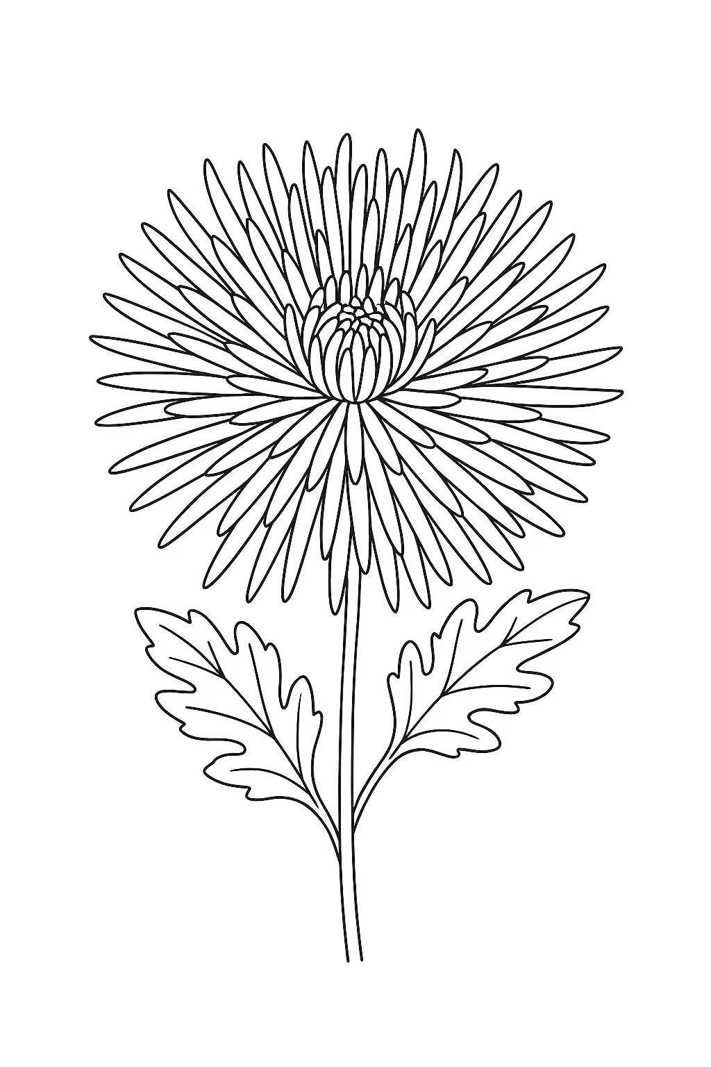 Flor crisantemo min para colorir — desenho para imprimir