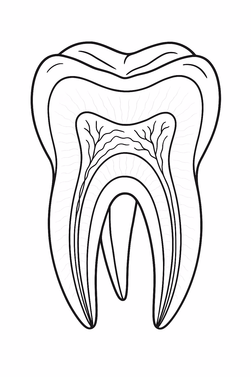 Dente molar para colorir — desenho para imprimir