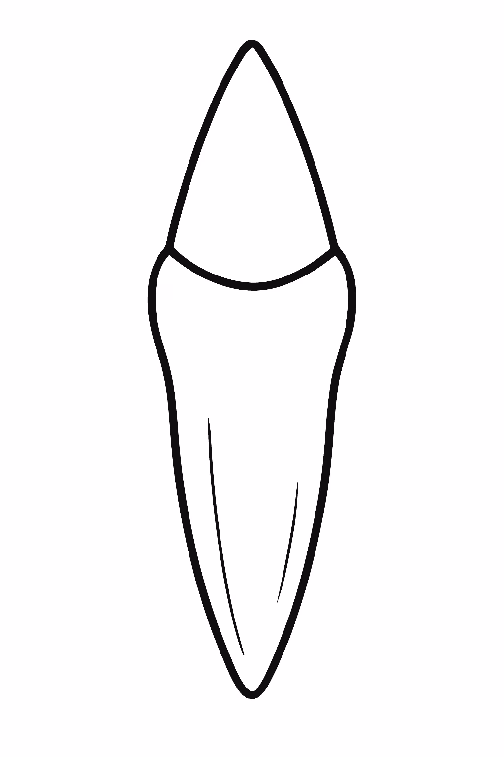 Dente canino para colorir — desenho para imprimir