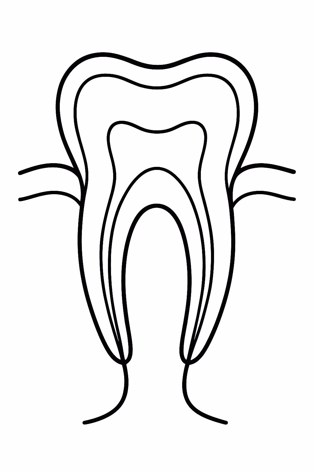 Dente raiz para colorir — desenho para imprimir