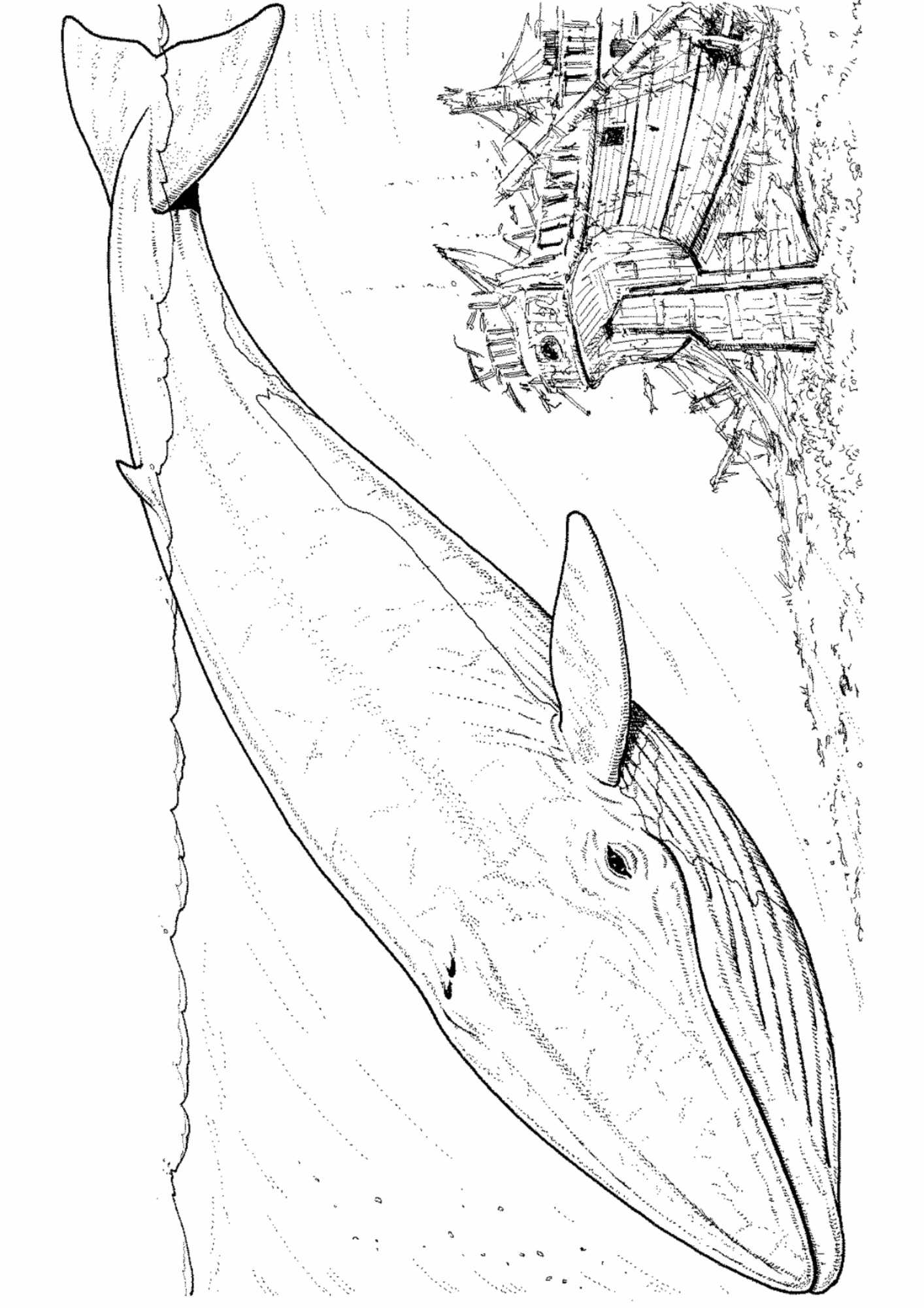 Baleias e para colorir — desenho para imprimir