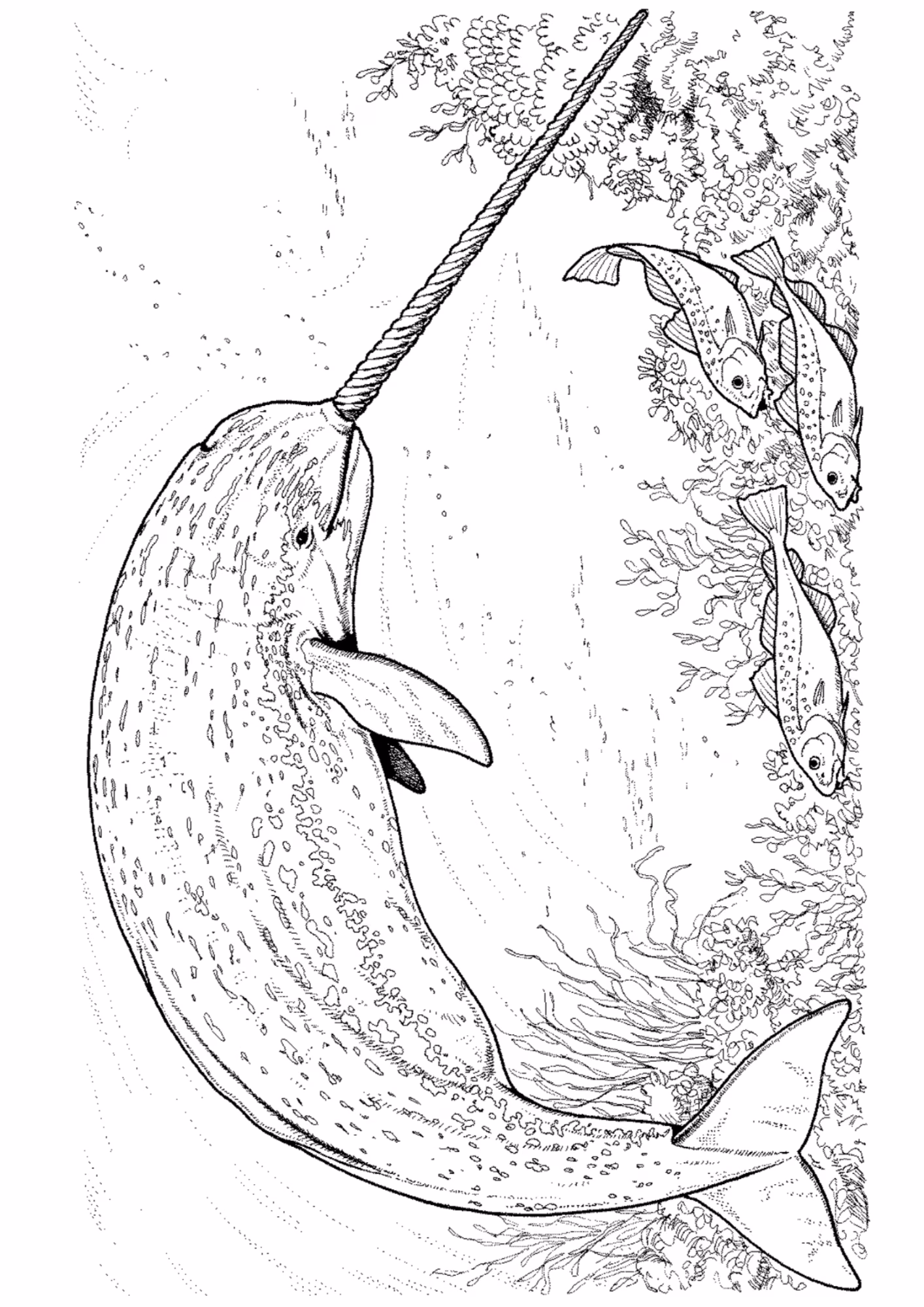 Baleias e para colorir — desenho para imprimir