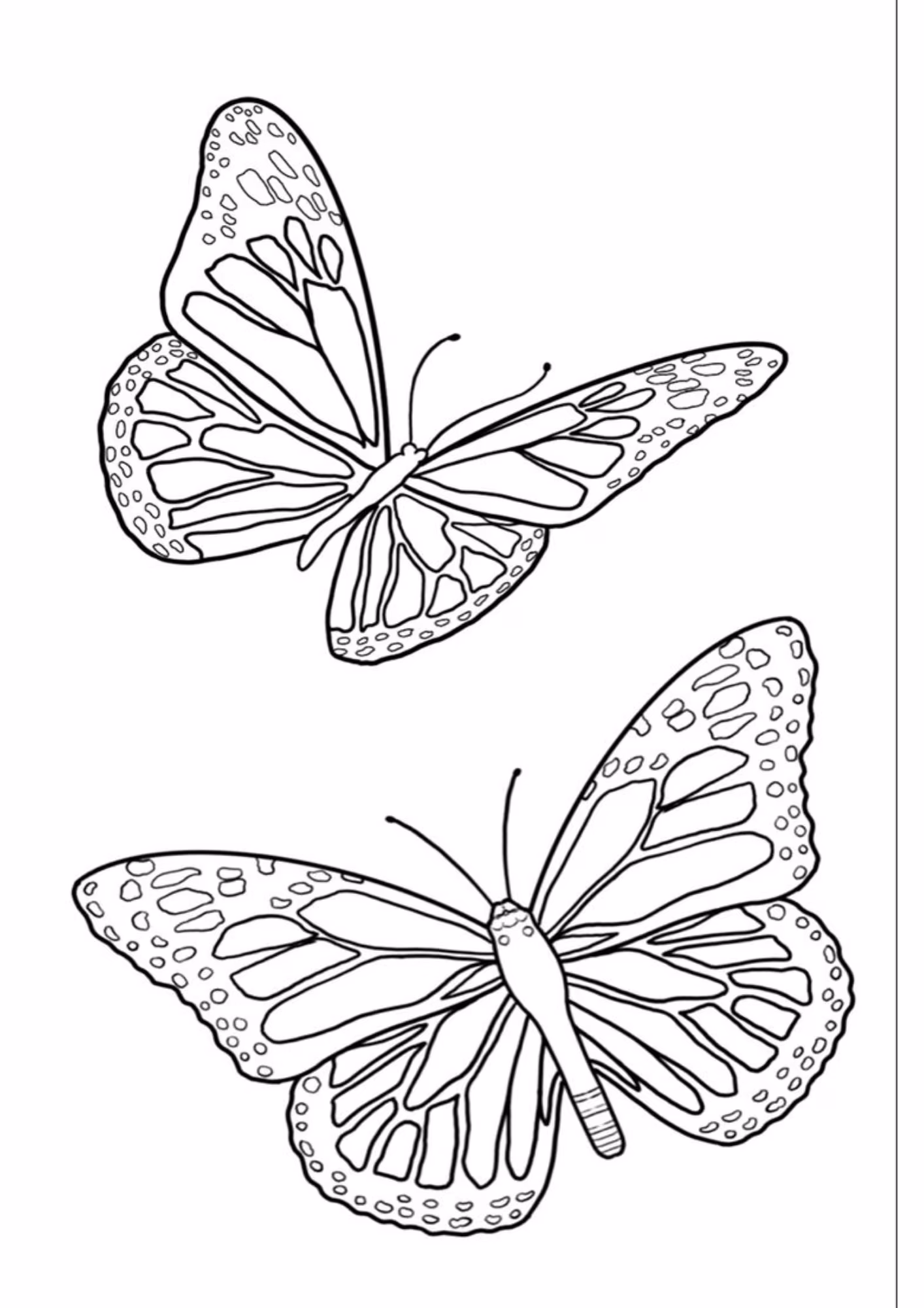 Borboleta e para colorir — desenho para imprimir