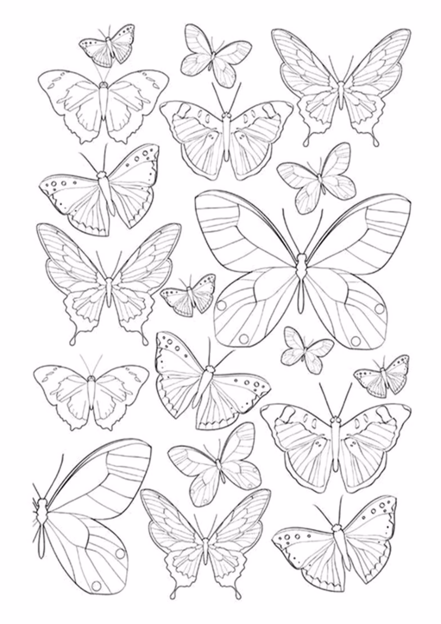 Borboleta e para colorir — desenho para imprimir