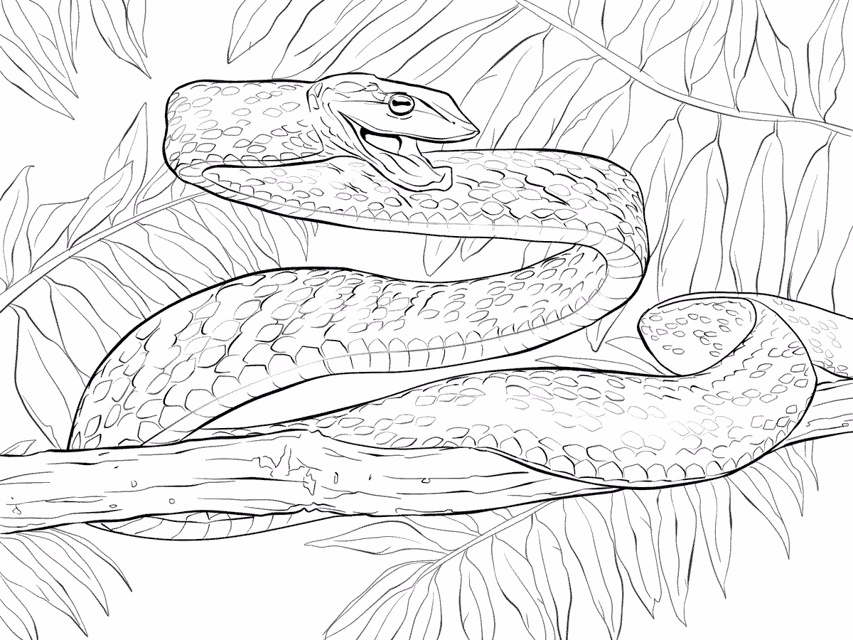Cobra para colorir — desenho para imprimir