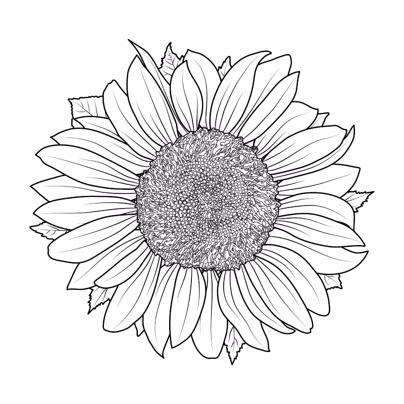 Girassol para colorir — desenho para imprimir