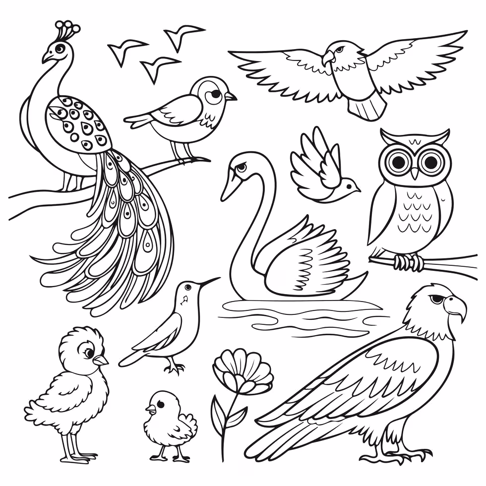 Passaros para colorir — desenho para imprimir